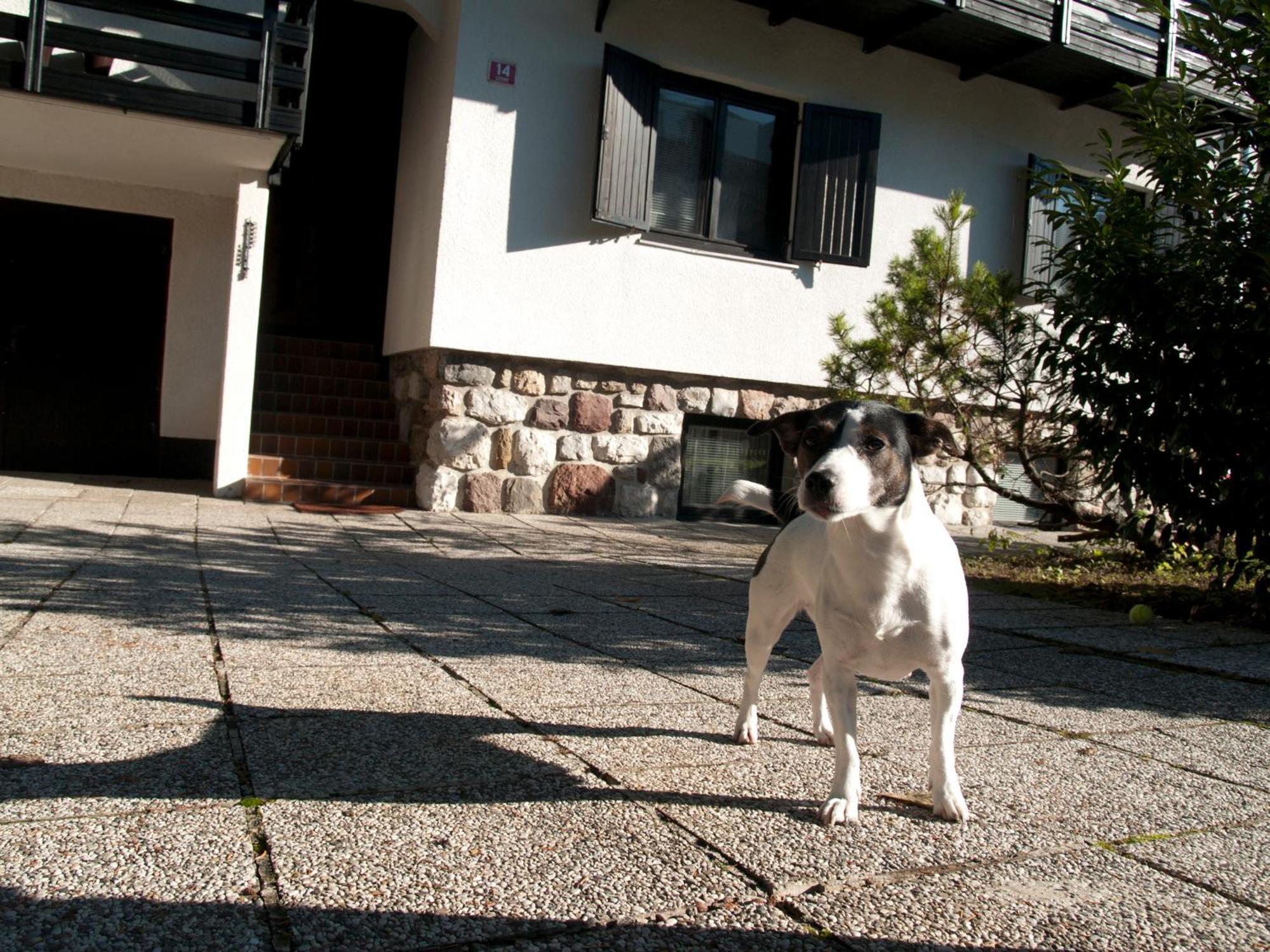 Apartments Otasevic Kranjska Gora Bagian luar foto